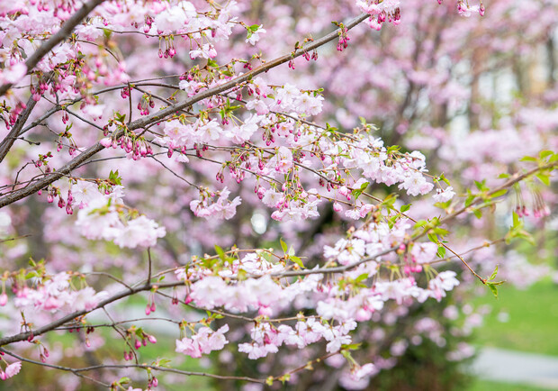 Цвітуть сакури та магнолії: як у Дніпрі на вихідних працюватиме ботсад 