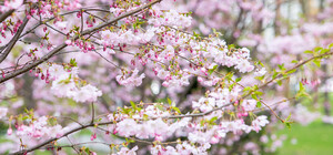 Цветут сакуры и магнолии: как в Днепре на выходных будет работать ботсад