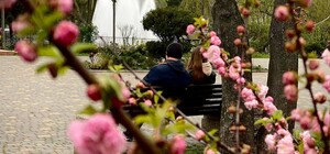 В Одесі цвітуть сакури: де помилуватися