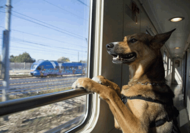 В УЗ нагадали правила перевезення свійських тварин у поїздах: інструкція. 