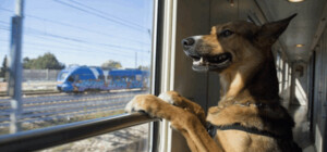 В УЗ напомнили правила перевозки домашних животных в поездах: инструкция