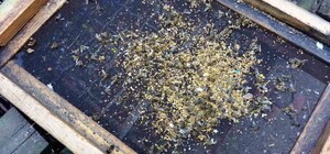 На Одещині масово гинуть бджоли