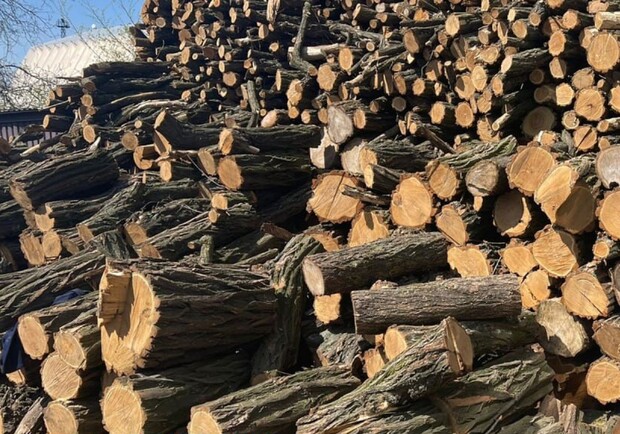 В Днепропетровской области жители вырубили леса на миллионы гривен 