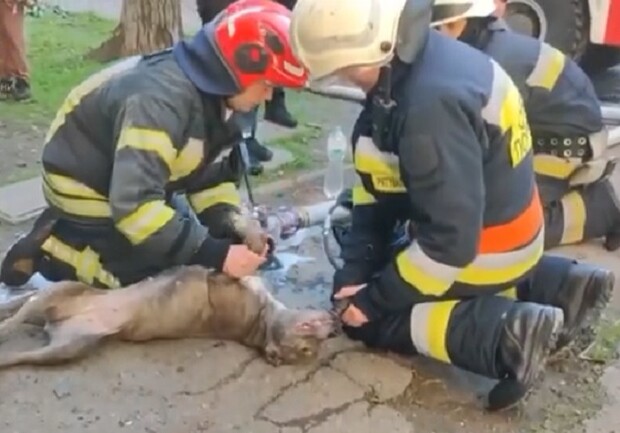 В Днепре на пожаре спасли женщину и собаку - 