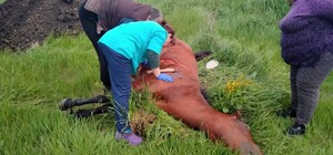 Рідкісний випадок в Україні: на Одещині бджоли до смерті закусали кобилу