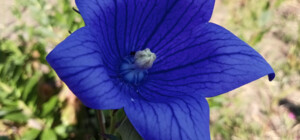 В Днепре будет работать ботанический сад в субботу