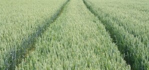 Чиновники отчитались о проделанной работе на полях