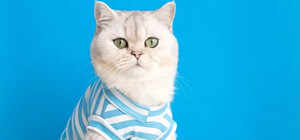Модний світ котів: одяг для ваших улюбленців