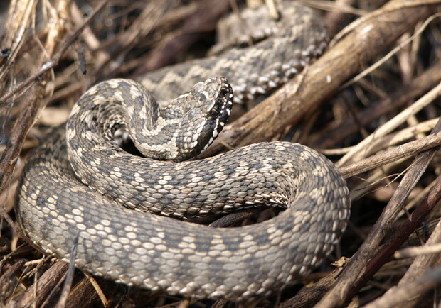 В Днепропетровской области зафиксировали три случая укусов ядовитыми змеями - 