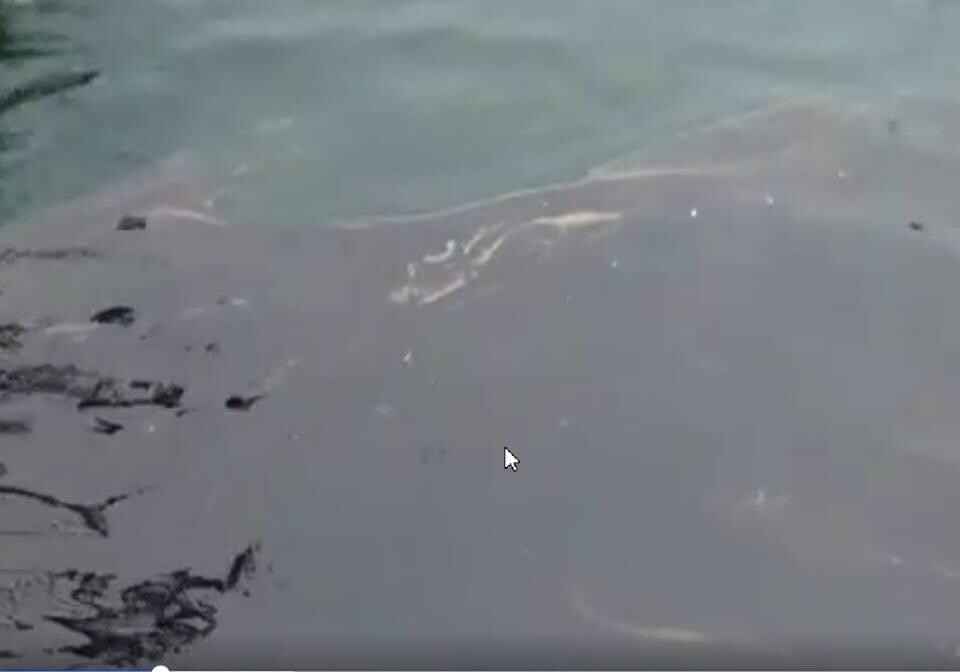 Пляма з нафти в одеській Відраді: чи є небезпека