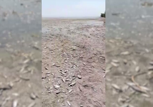 Стало відомо, скільки риби загинуло після підриву ГЕС у Дніпропетровській області - 