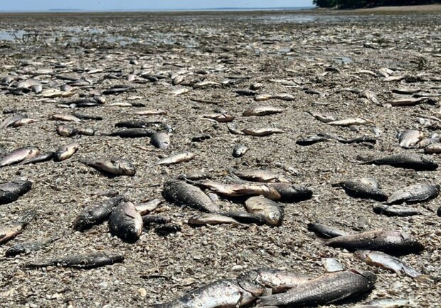 Загинули сотні тисяч рибин: поліція прокоментувала екоцид у Дніпропетровській області - 