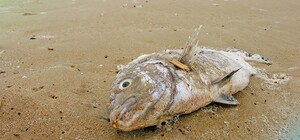 Одесские медики просят не покупать рыбу на рынках: есть риск ботулизма