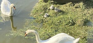 В парке Победы у пары лебедей появились птенцы