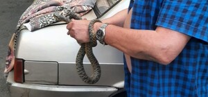 В Одессе змея заползла под авто: пришлось звонить директору зоопарка