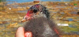 В Одессе продолжают спасать животных, вынесенных потоком из Каховского водохранилища