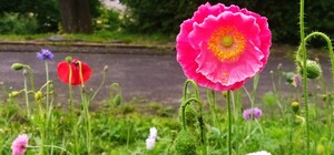 Біля Високого Замку у Львові зацвіла перша експериментальна галявина – фото 