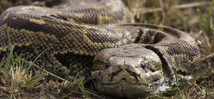 В Днепре выгуливали питона в сквере Прибрежном