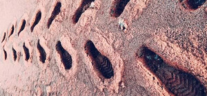 Берега Тузловских лиманов покраснели: там поселились розовые фламинго и пеликаны 