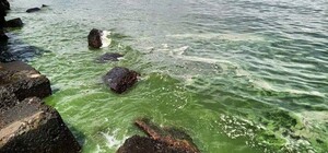 Свежий мониторинг воды в Одессе: что известно на 14 июля