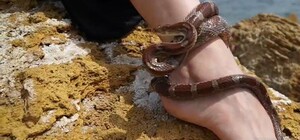 Директор одеського зоопарку випустив новий кліп: цього разу про змій