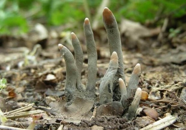 В Днепропетровской области растут грибы "Пальцы мертвеца" - 