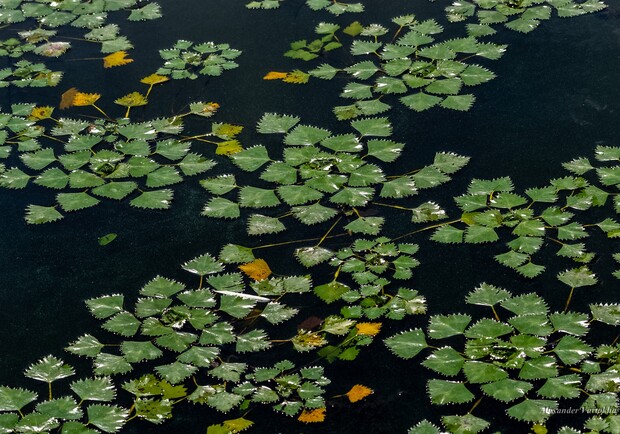 У Дніпропетровській області помітили рослину-шкідника, яка вбиває життя у водоймах - 