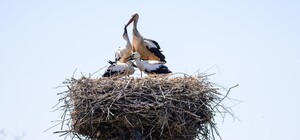 ДТЭК призывает киевлян сообщать о гнездах аистов на электроопорах