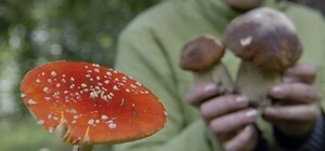 В Одесской области женщина отравилась грибами