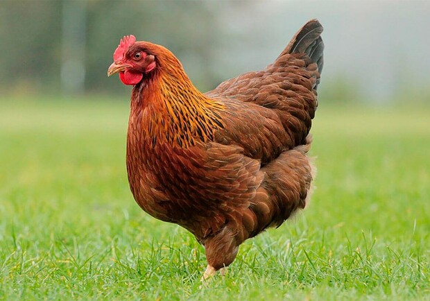 У Дніпро та область заборонили завозити птахів, яйця та продукти птахівництва, що з Польщі - 