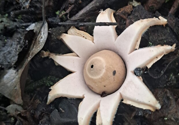 У Дніпровському лісі місцевий житель натрапив на гриб у виді зірки - 