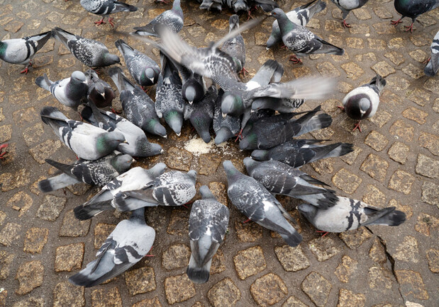 У Дніпропетровській області хтось викинув голубів у смітник - 