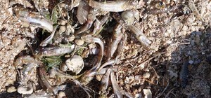 На Тилигульском лимане в Одесской области заметили массовый мор рыбы