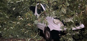 У Самборі дерево впало на автомобіль із людьми