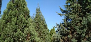 Одесская мэрия отменила скандальный тендер на закупку растений чтобы объявить новый