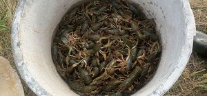 Под Киевом мужчина наловил руками раков на полмиллиона гривен