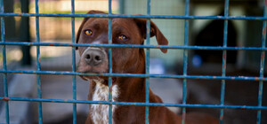 В Днепре горел приют для животных