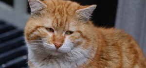 В Киеве задержали мужчину, который избивал бездомного кота об асфальт