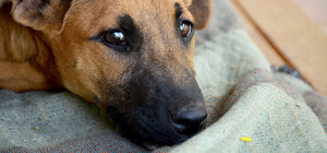 Живодер на Молдаванке ногой ударил щенка: что ему грозит