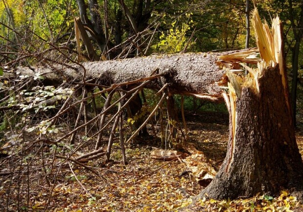 Мужчину убило деревом: минувшие сутки в Днепропетровской области бушевала ненастье - 