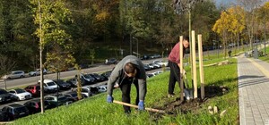 У Львові висаджують сакури на вулиці Пилипа Орлика