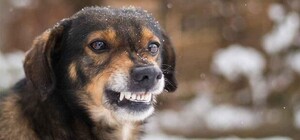 В Днепре собака покусала девушку с ребенком на руках