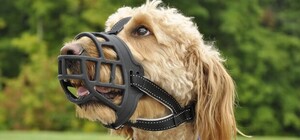 24-26 листопада у ЛКП 