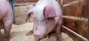 В хозяйстве психоневрологического интерната в Одесской области нашли чуму свиней