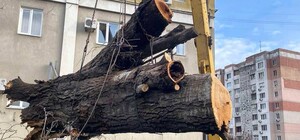 Непогода в Одессе 26 декабря: упавшие деревья и ветки до сих пор остаются на улицах