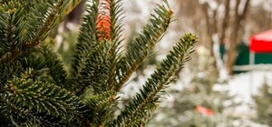 Елочные базары: какие цены на новогодние елки в Харькове