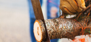 Неизвестные вырубили более 90 деревьев: в Киевской области лесопользователь должен заплатить штраф