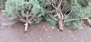 В Одессе обнаружили незаконные пункты продажи елок и их перевозку