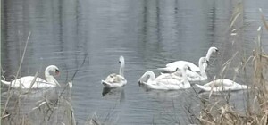 В Днепре осталась зимовать семья лебедей и цапля