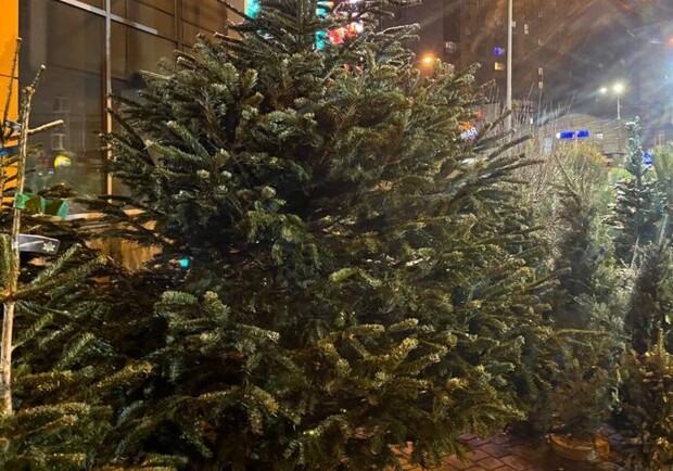 В Днепре активно продают елки: какая самая дорогая новогодняя красавица 